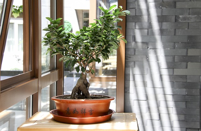 Drzewko bonsai - wymagania i hodowla