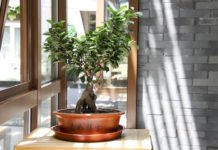 Drzewko bonsai – wymagania i hodowla Drzewko bonsai - wymagania i hodowla
