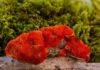 Reishi – unikalny grzyb wydłużający życie Reishi – unikalny grzyb wydłużający życie