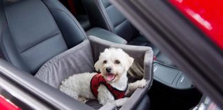 Bezpieczna podróż z psem w samochodzie