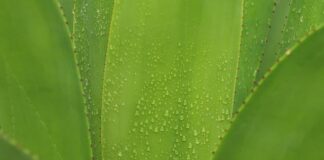 Czy aloes pochłania wilgoć?