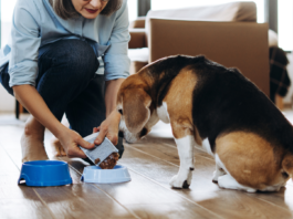 Mokra karma dla seniora